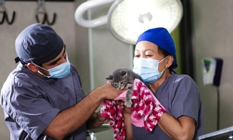 Pet Insurance Waiting Periods: What You Need to Know